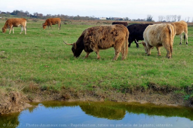 Photo de Vache