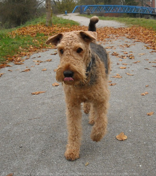 Photo d'Airedale terrier