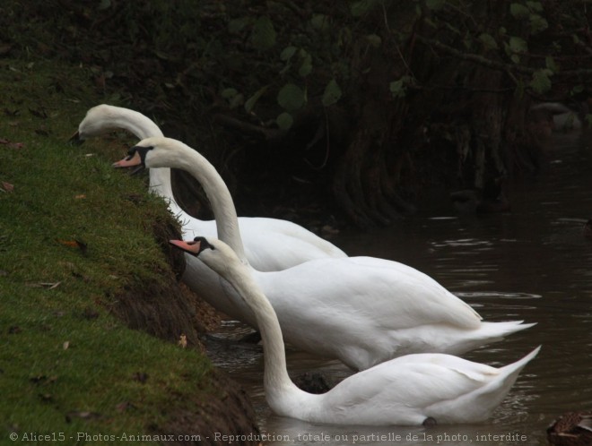 Photo de Cygne