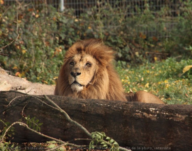 Photo de Lion