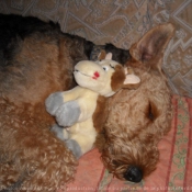 Photo d'Airedale terrier