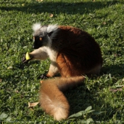 Photo de Lmurien - lmur macaco