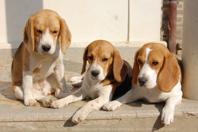 Photo de Beagle