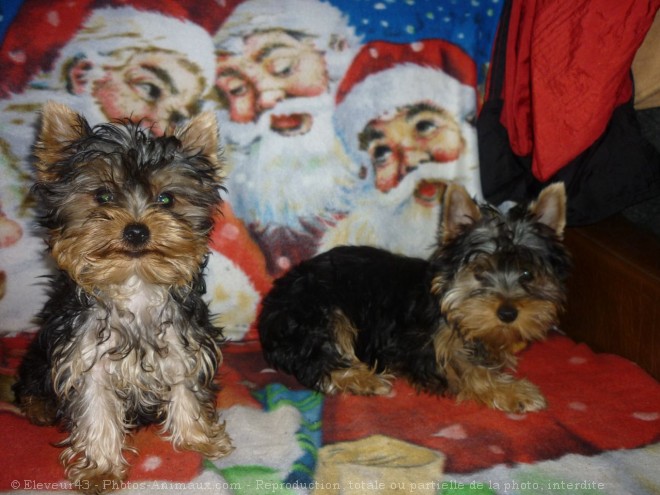 Photo de Yorkshire terrier