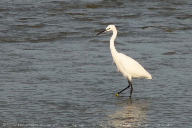 Photo d'Aigrette