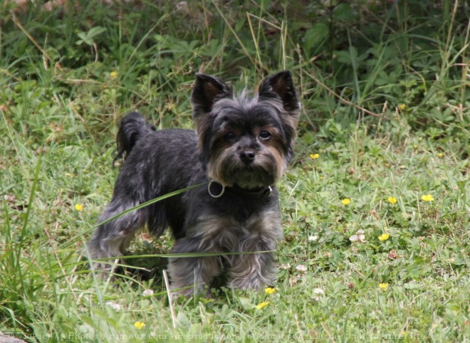 Photo de Yorkshire terrier