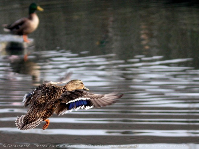 Photo de Canard colvert