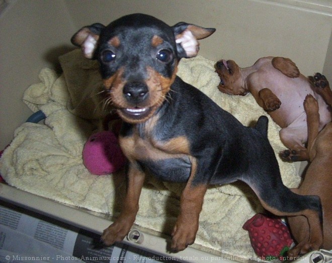 Photo de Pinscher allemand