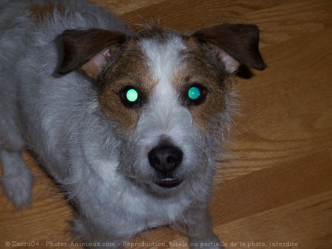 Photo de Jack russell terrier