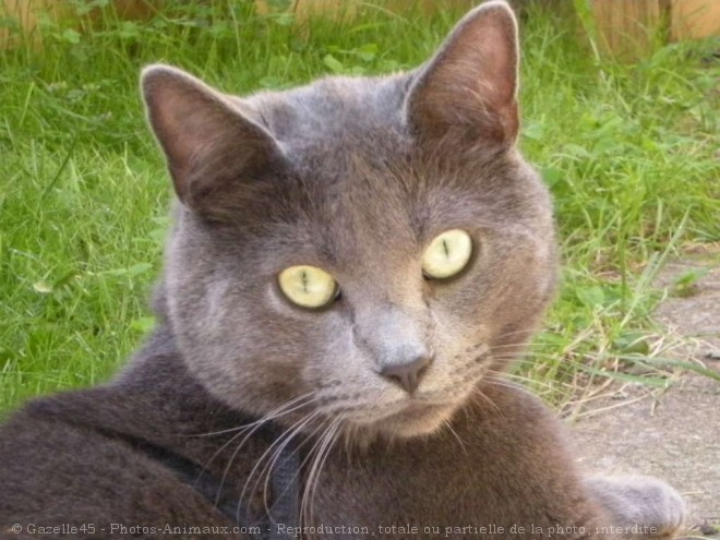 Photo de Chartreux