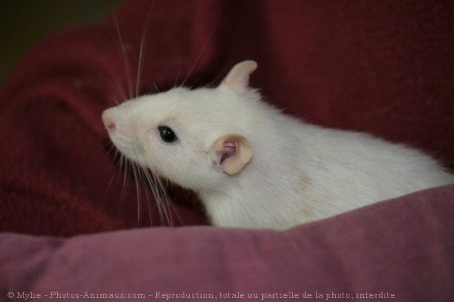 Photo de Rat