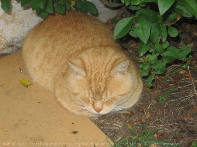 Photo de Chat domestique