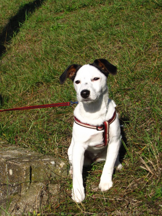 Photo de Jack russell terrier