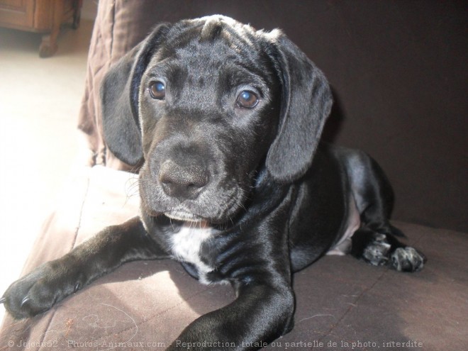 Photo d'American staffordshire terrier