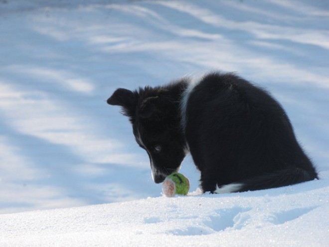 Photo de Border collie