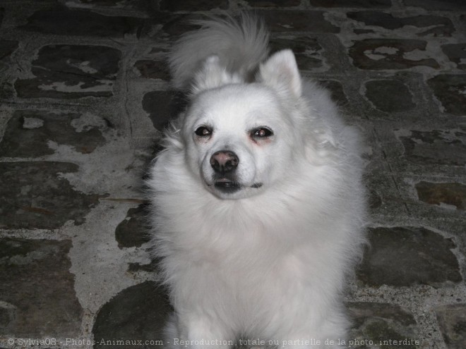 Photo de Spitz moyen