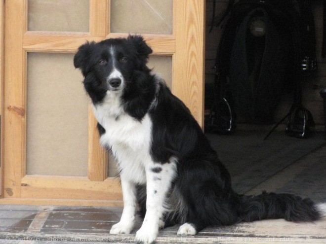 Photo de Border collie