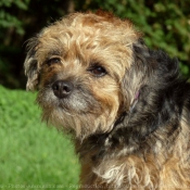 Photo de Border terrier