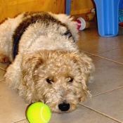 Photo de Fox terrier  poil dur