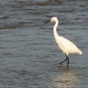 Photo d'Aigrette