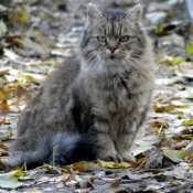 Photo de Chat domestique