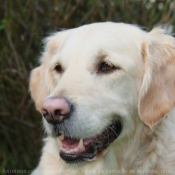 Photo de Golden retriever