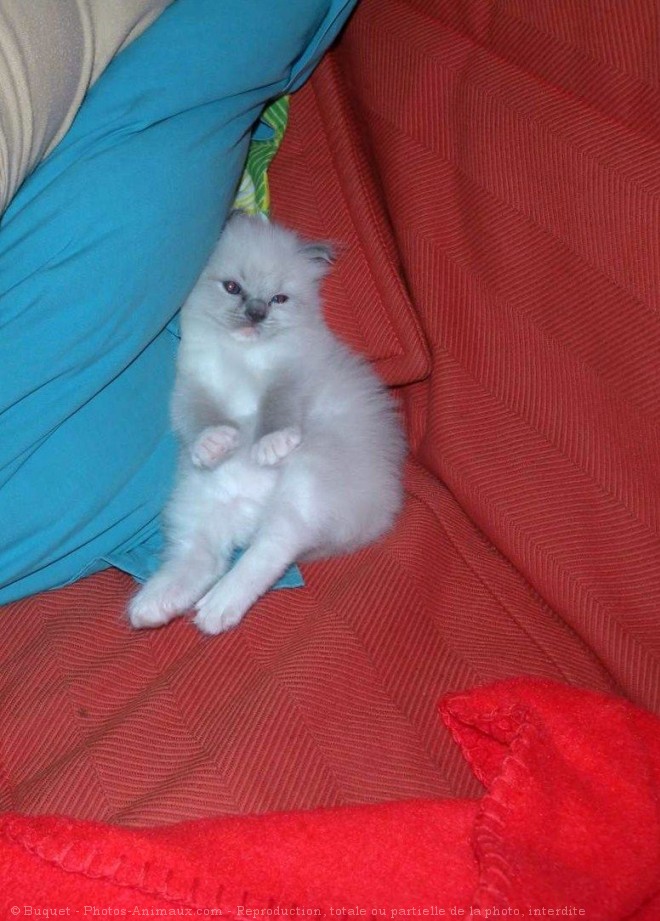 Photo de Ragdoll