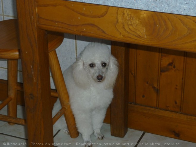 Photo de Caniche moyen