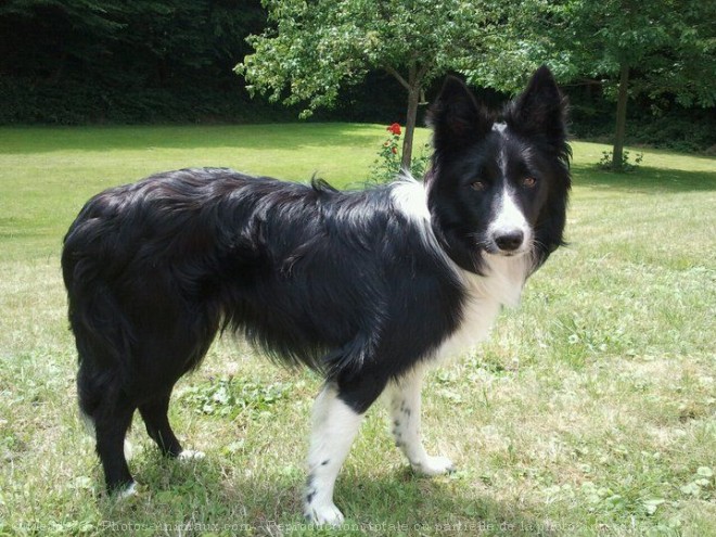 Photo de Border collie