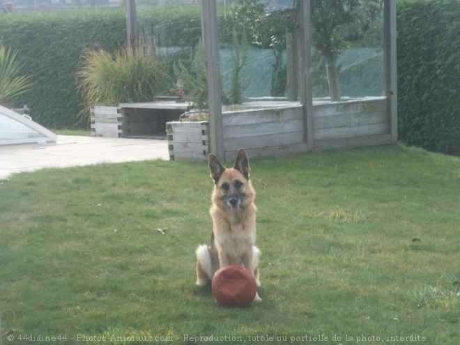 Photo de Berger allemand  poil court