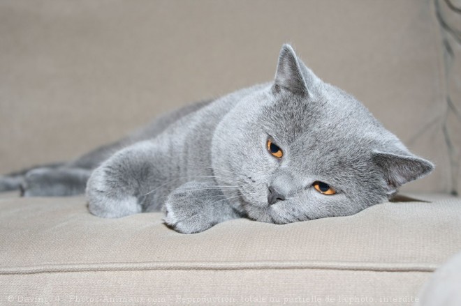 Photo de British shorthair