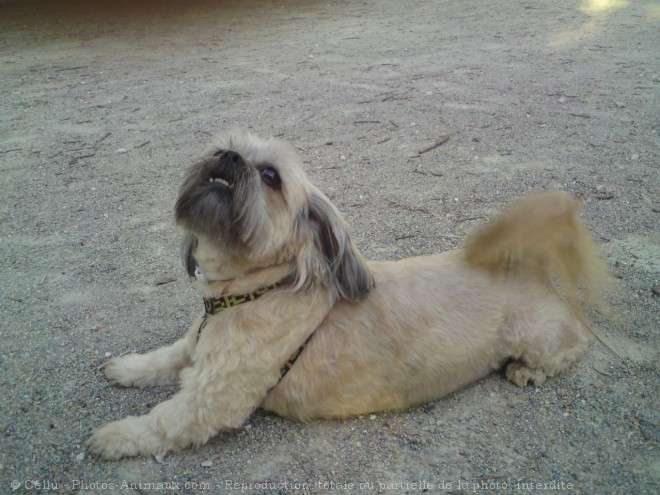 Photo de Lhassa apso