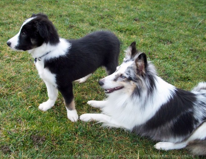 Photo de Chien de berger des shetland