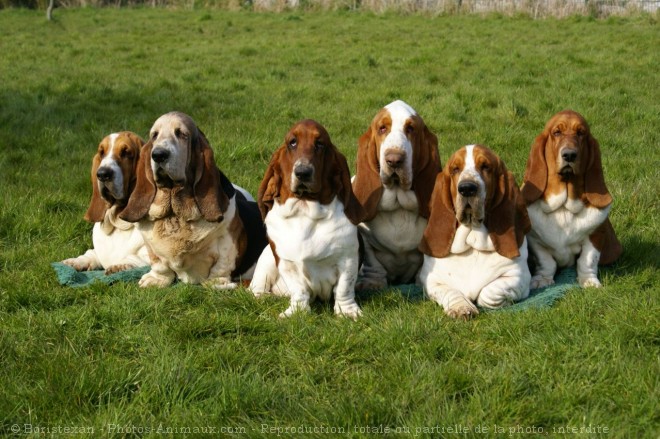 Photo de Basset hound