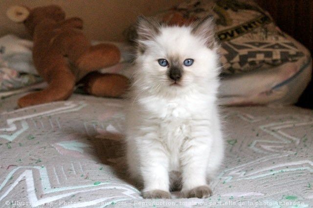 Photo de Ragdoll