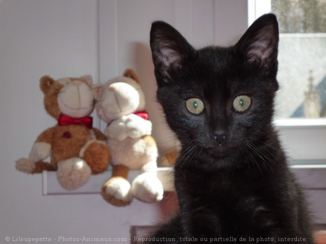 Photo de Chat domestique