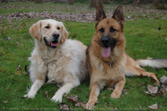 Photo de Berger allemand  poil court