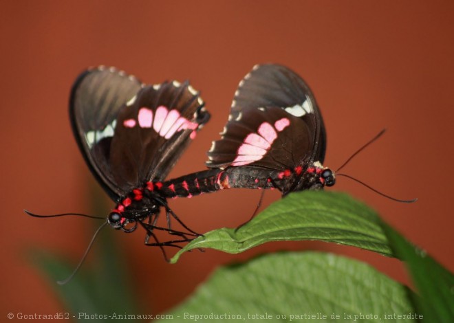 Photo de Papillon