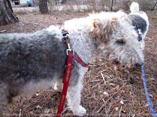 Photo de Fox terrier  poil dur