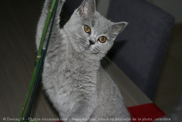 Photo de British shorthair