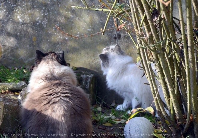 Photo de Ragdoll