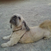 Photo de Lhassa apso