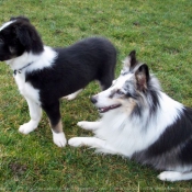 Photo de Chien de berger des shetland