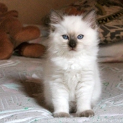 Photo de Ragdoll