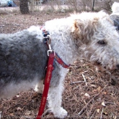 Photo de Fox terrier  poil dur