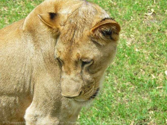 Photo de Lion