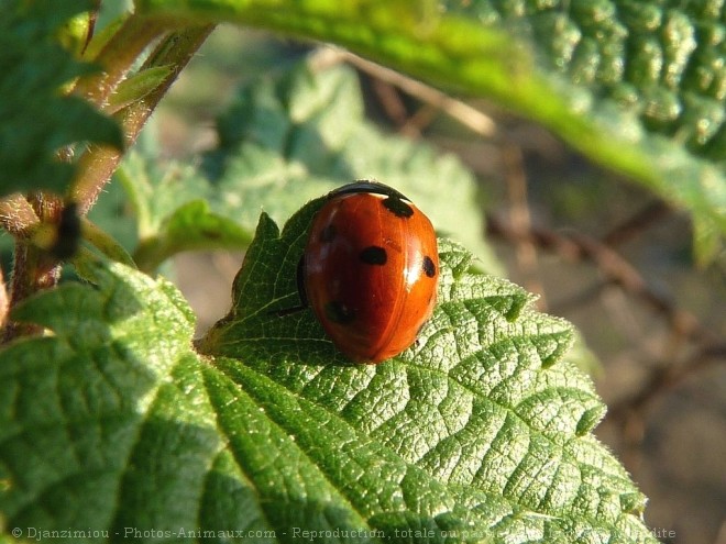 Photo de Coccinelle