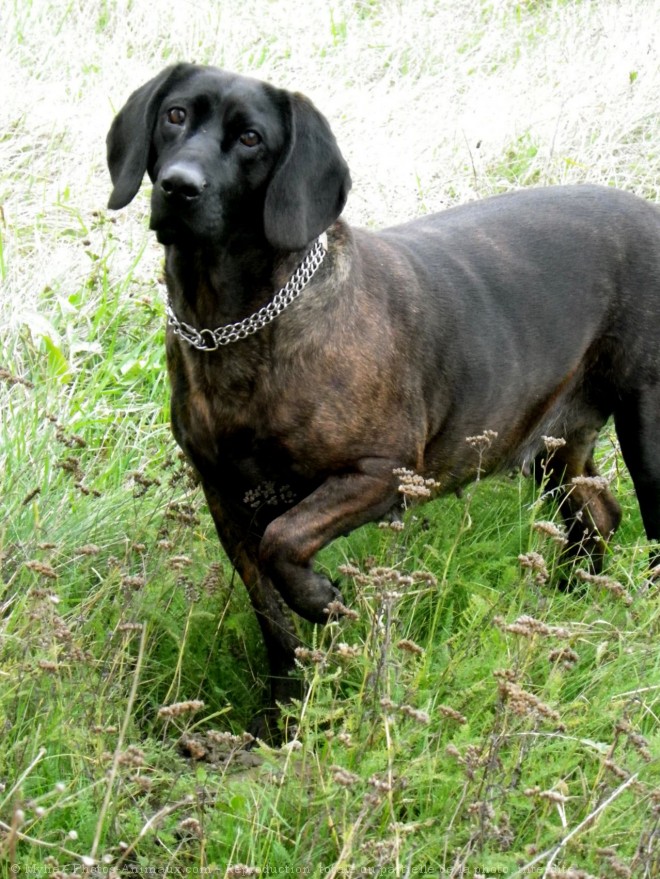 Photo de Chien de recherche au sang de hanovre