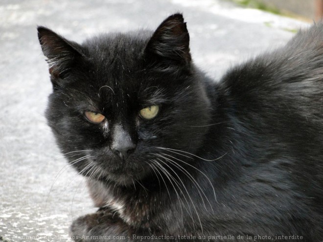 Photo de Chat domestique