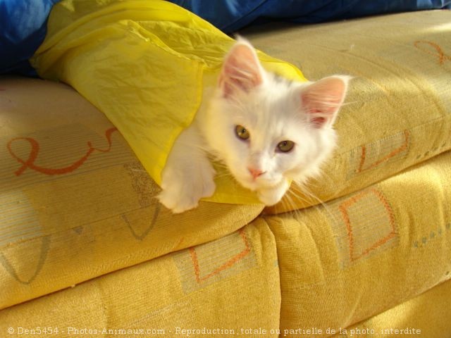 Photo de Maine coon